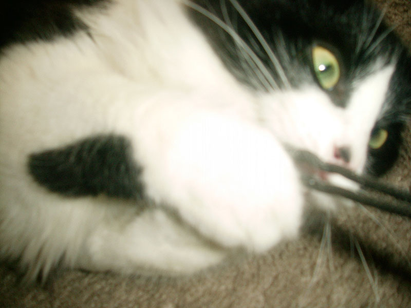 12/06/2001 - Bunny, Oakland, CA