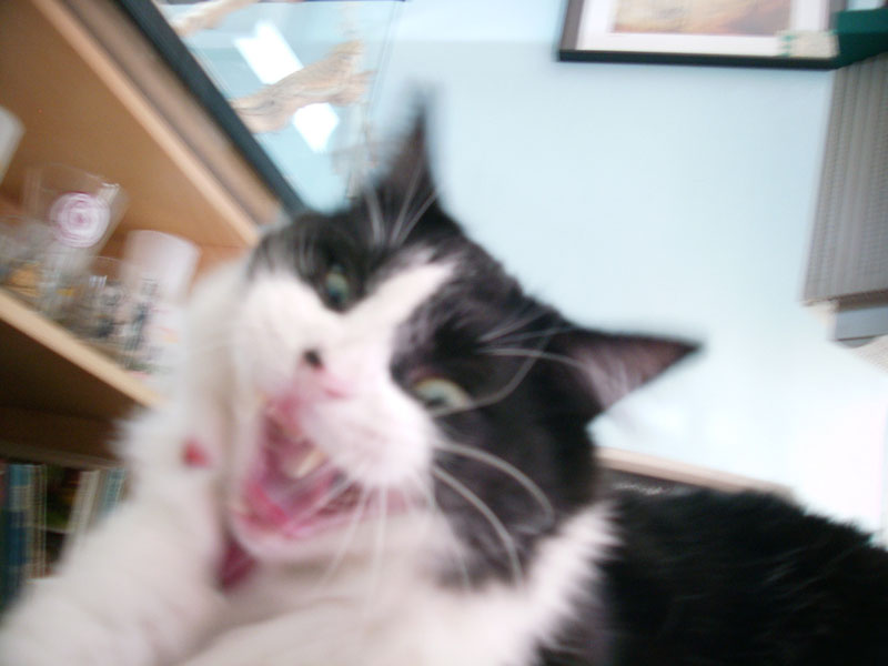 :: EVOL :: oakland :: california ::