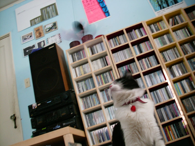 :: bunny + flying toy :: oakland :: california ::