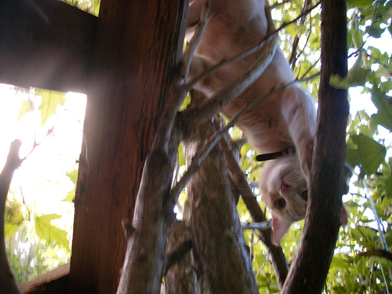 :: kitty on the fence :: oakland :: california ::