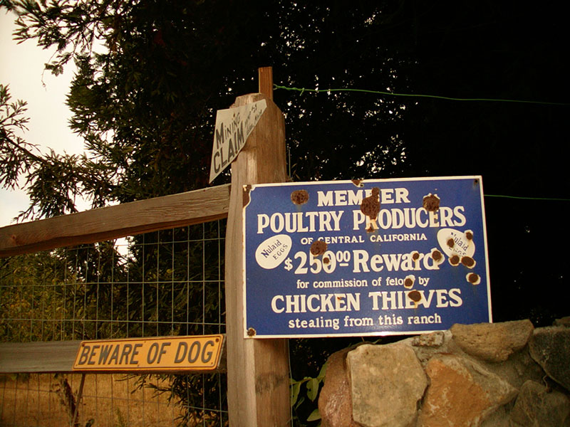 :: chicken thieves :: sebastopol :: california ::