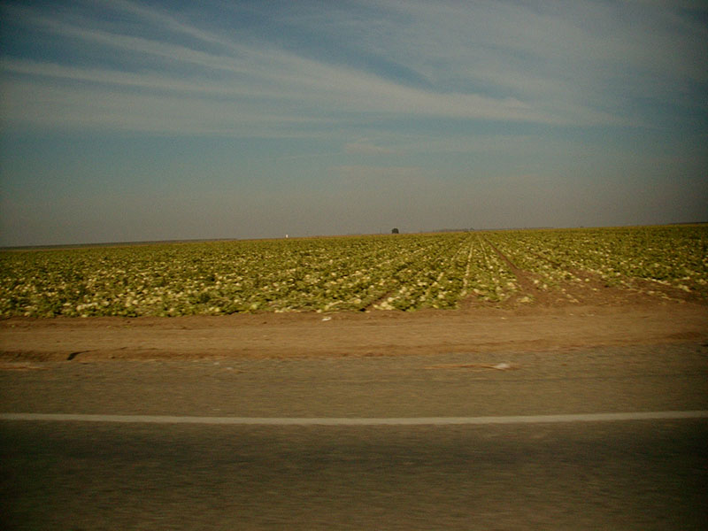 :: cabbage fields :: kern county :: california ::