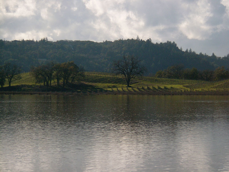:: flooded vineyards #2 :: sonoma county :: california ::