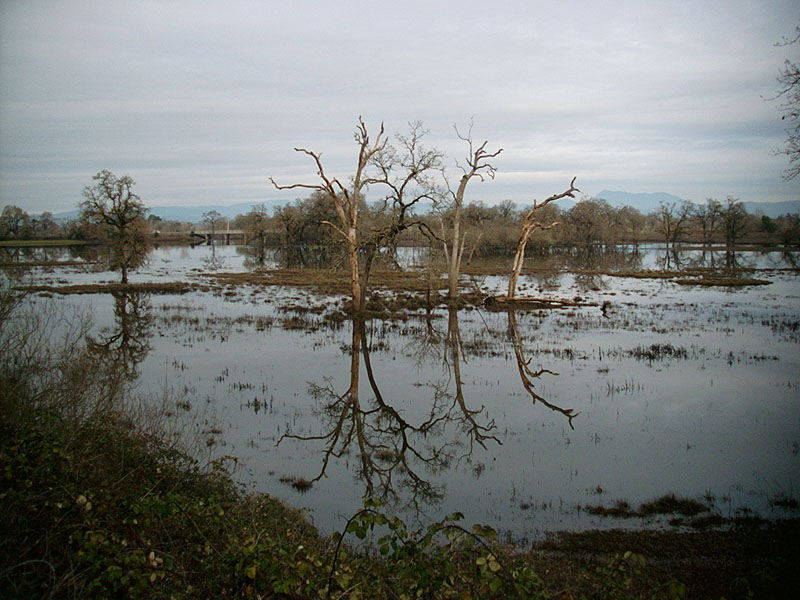 :: mirrored trees :: sebastopol :: california ::