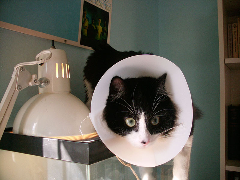 01/25/2002 - Bunny Can Be Bad, Oakland, CA