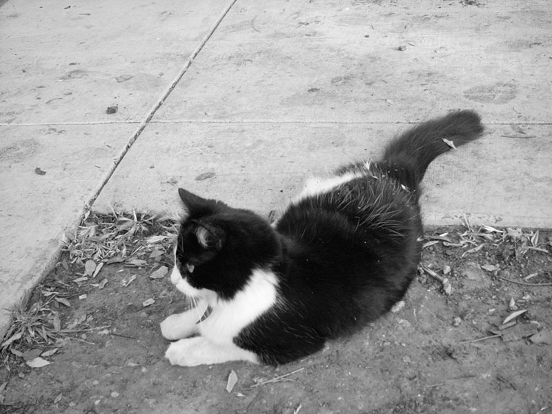 06/02/2002 - Bunny Rolls In Dirt To Show Off, Oakland, CA