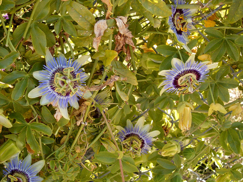 06/12/2002 - Not Plastic, Oakland, CA