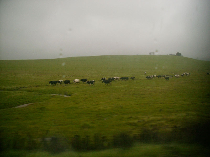 03/05/2002 - Wet Cows, Sonoma County, CA