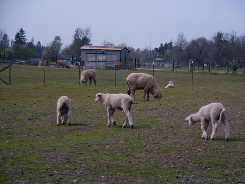 03/21/2002 - First Day Of Spring, Santa Rosa, CA
