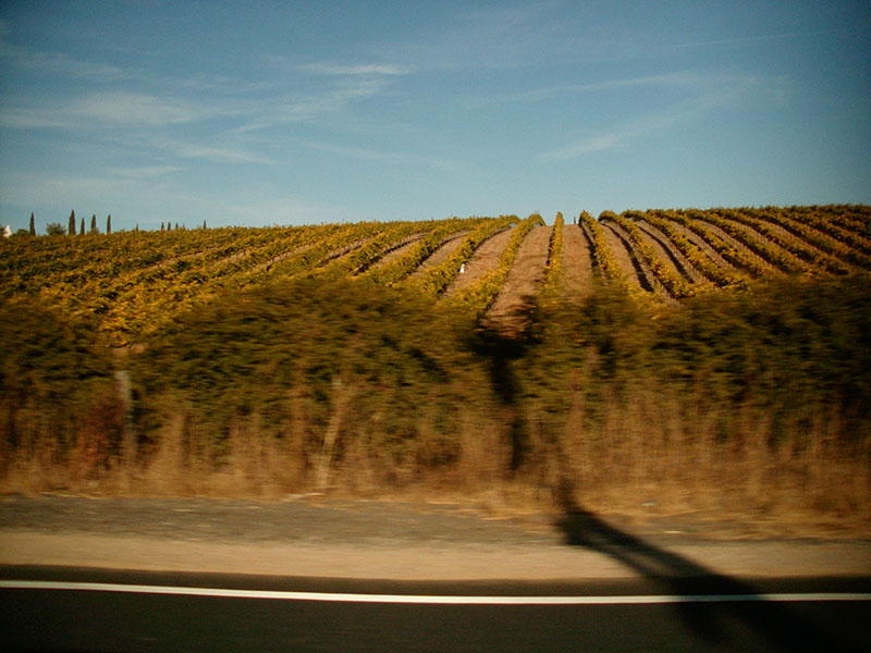 :: vineyards #3 :: sonoma :: california ::