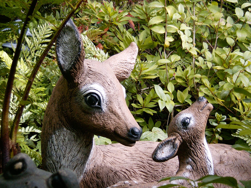 :: peek-a-boo :: sebastopol :: california ::