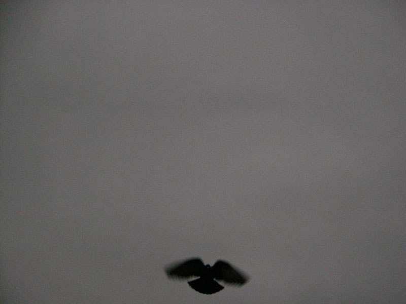 :: pigeon :: vallejo :: california ::