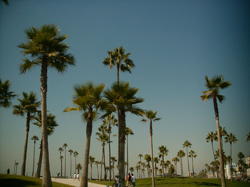 :: they're everywhere :: venice beach :: california ::