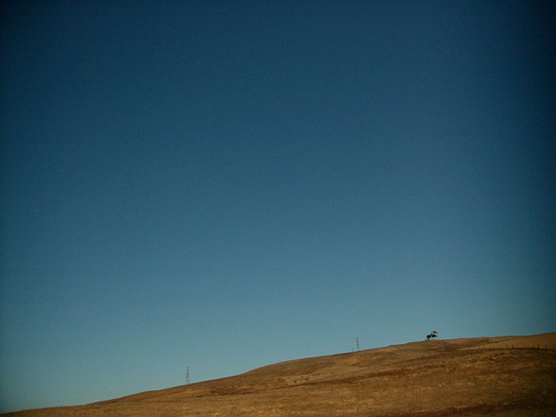 :: the cows walk in a straight line :: petaluma :: california ::