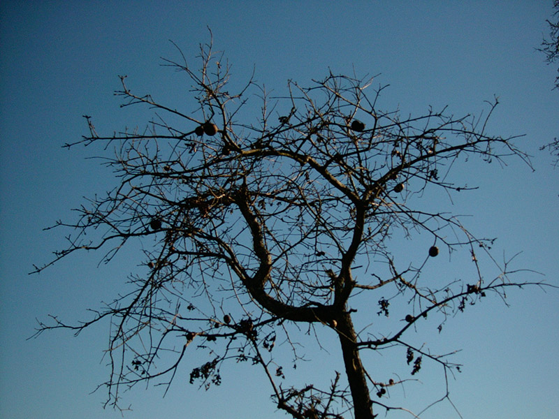 :: blue with sun :: cotati :: california ::